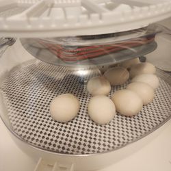 Incubating Silkie Eggs