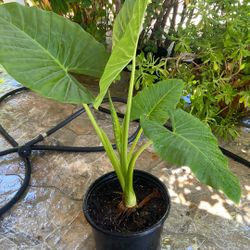 Elephant ear plant