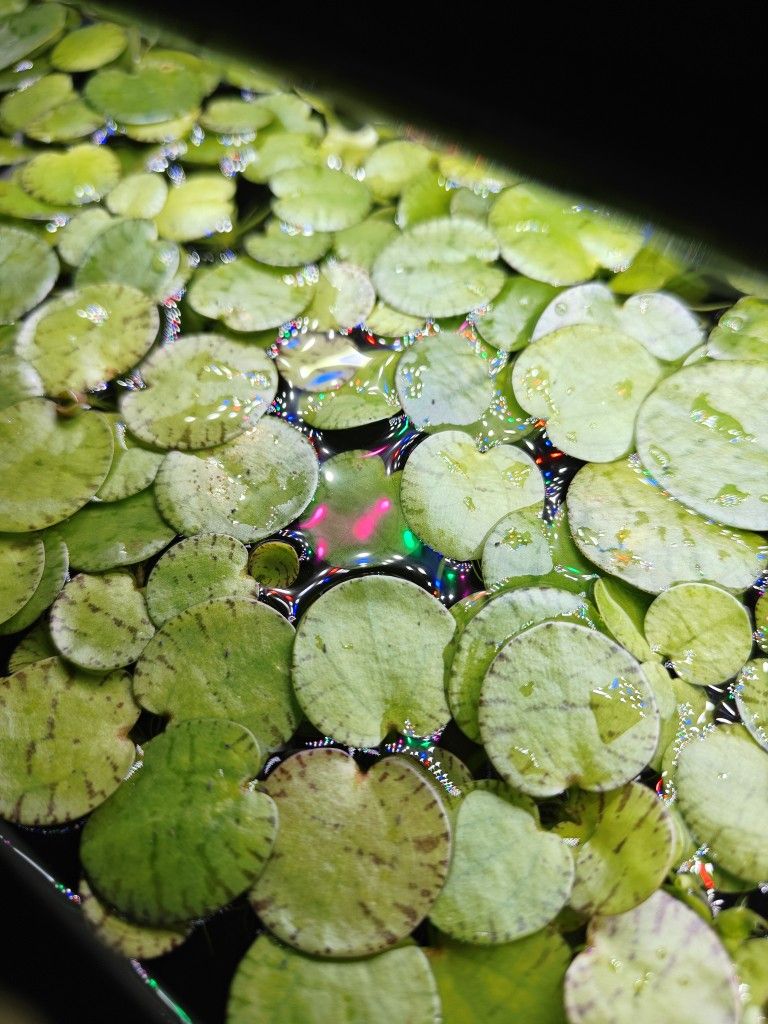 Tiger Frogbit