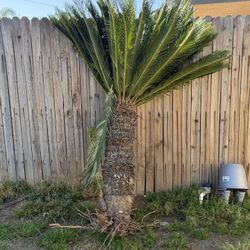 Sago Palm Tree 3ft