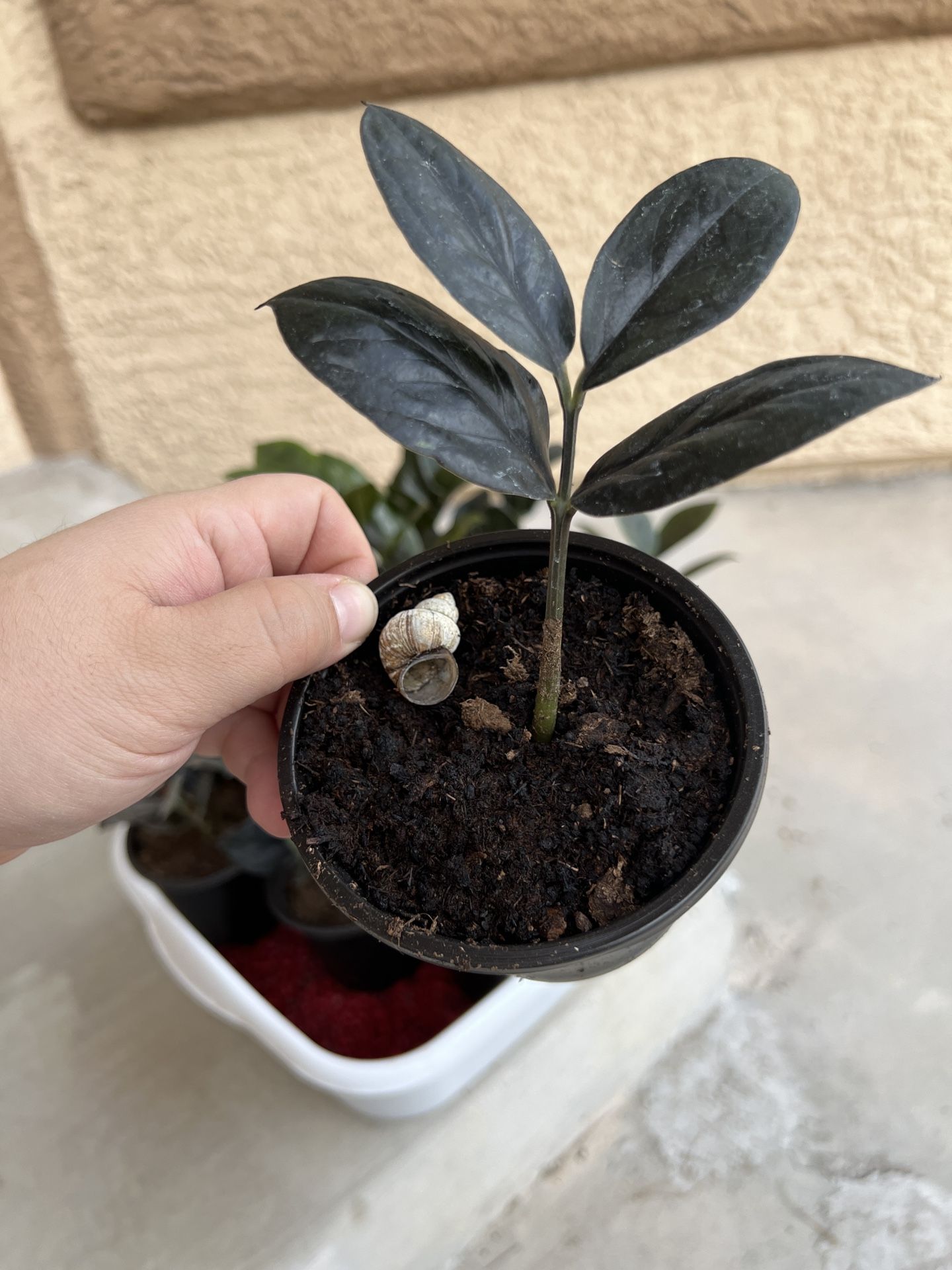 Black Raven ZZ Plant