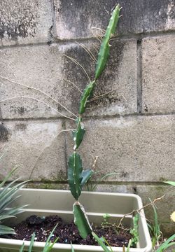 dragon fruit