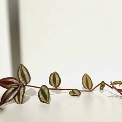 Lush Trailing Deep Purple Tradescantia Zebrina Plant/ House Plant/ Indoor Plant Flower Patio Garden