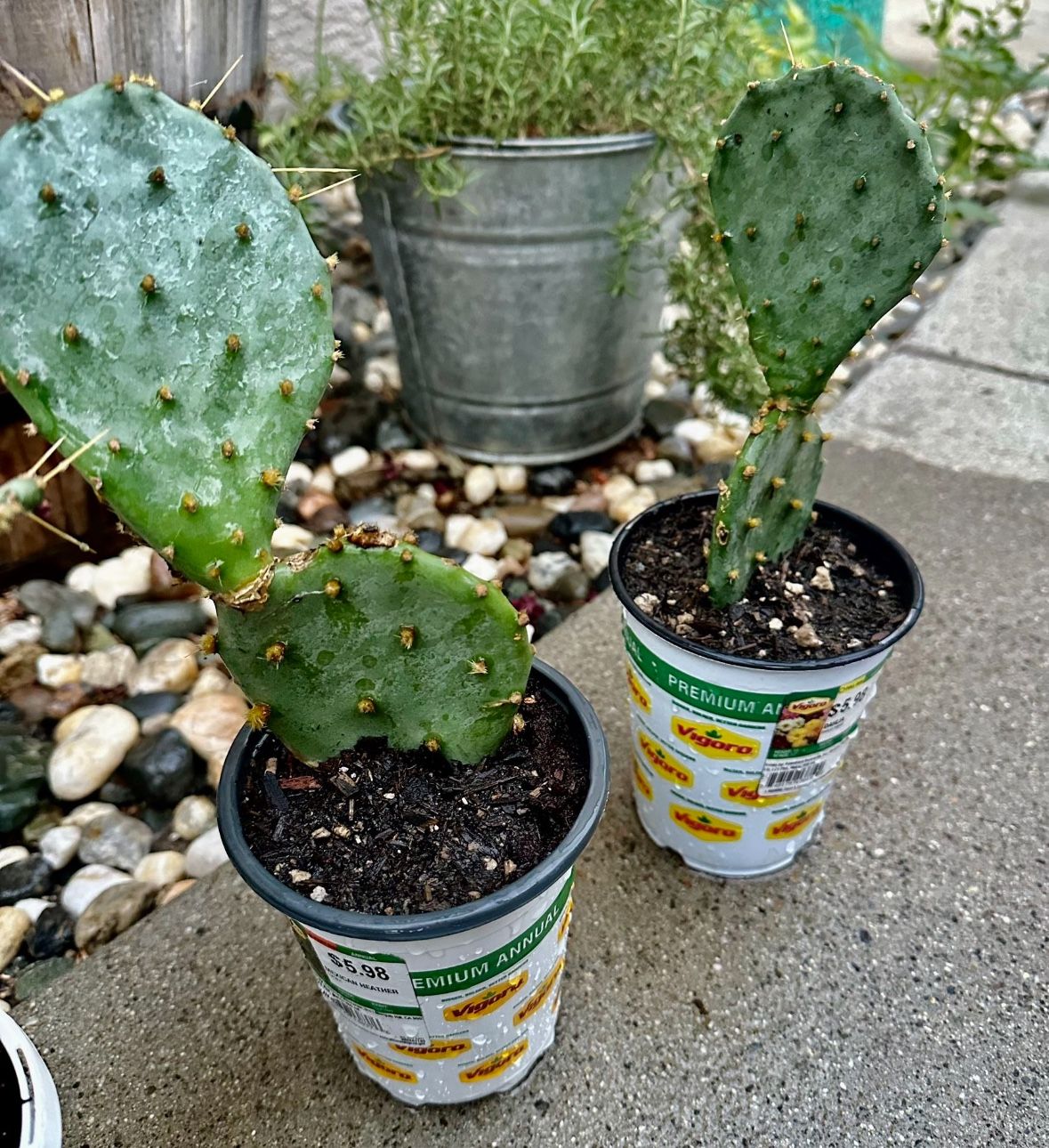 Opuntia Prickly Pear Cactus Plants -$5 Each