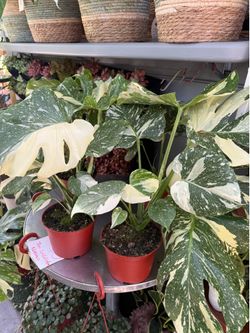 Plants (6”pot🌿Thai constellation Monstera $35 each)