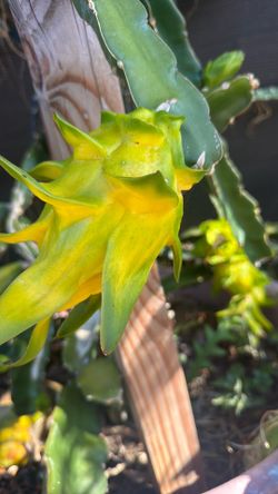 yellow skin dragon fruit plant