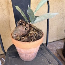 Potted Staghorn Fern Asking $40