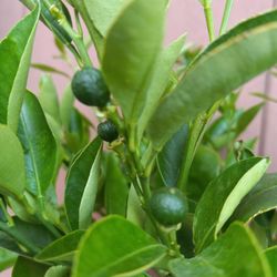 Calamondin Orange Trees 😃😃😃😃🌿🌿🌿🌿🍊🍊🍊🍊