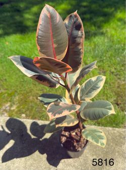Healthy Ficus Elastica 'Ruby' (Variegated Rubber Tree)