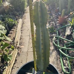 19 Inch Apple Cactus In 5 Gallon Pot 
