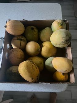 Carrie, Seacrest & Pickering Mangoes