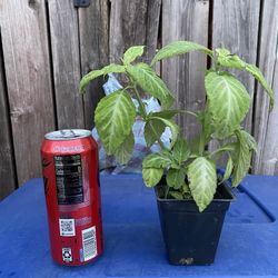 Salvia Divinorum Plant - Sage of the Diviners  - Yerba de la pastora - Hierba de los dioses - ska maria planta aztec azteca