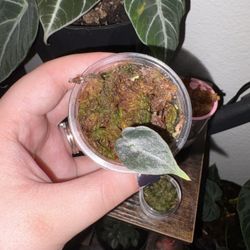 Alocasia Polly (House plant)