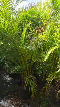 Arecas Palms 6 feet Tall. Instant privacy