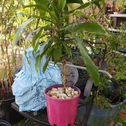 DRACAENA LISA PINK PLASTIC POT 