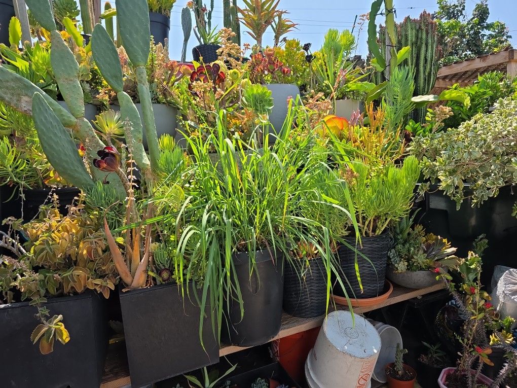 Plants