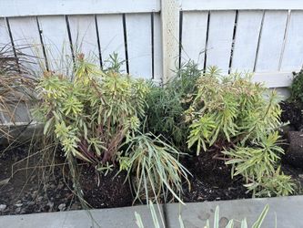 Outdoor Landscaping Plants
