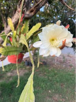 Epiphyllum laui, or Lau's orchid cactus