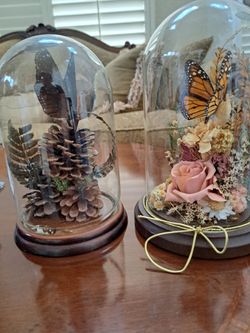 Butterflies Framed Under Glass. Butterfly Taxidermy.