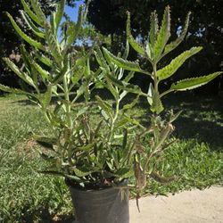 Kalanchoe Mother Of Thousand Suculent Plant Medesinal