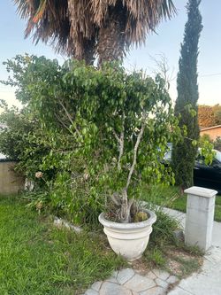 Ficus for sale