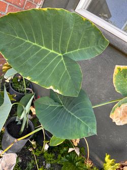 Giant Green Elephant Ear