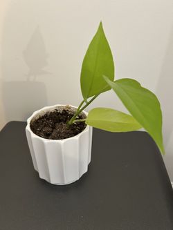 Neon Pothos House Plant 