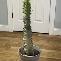 Variegated Euphorbia Ammak Cactus