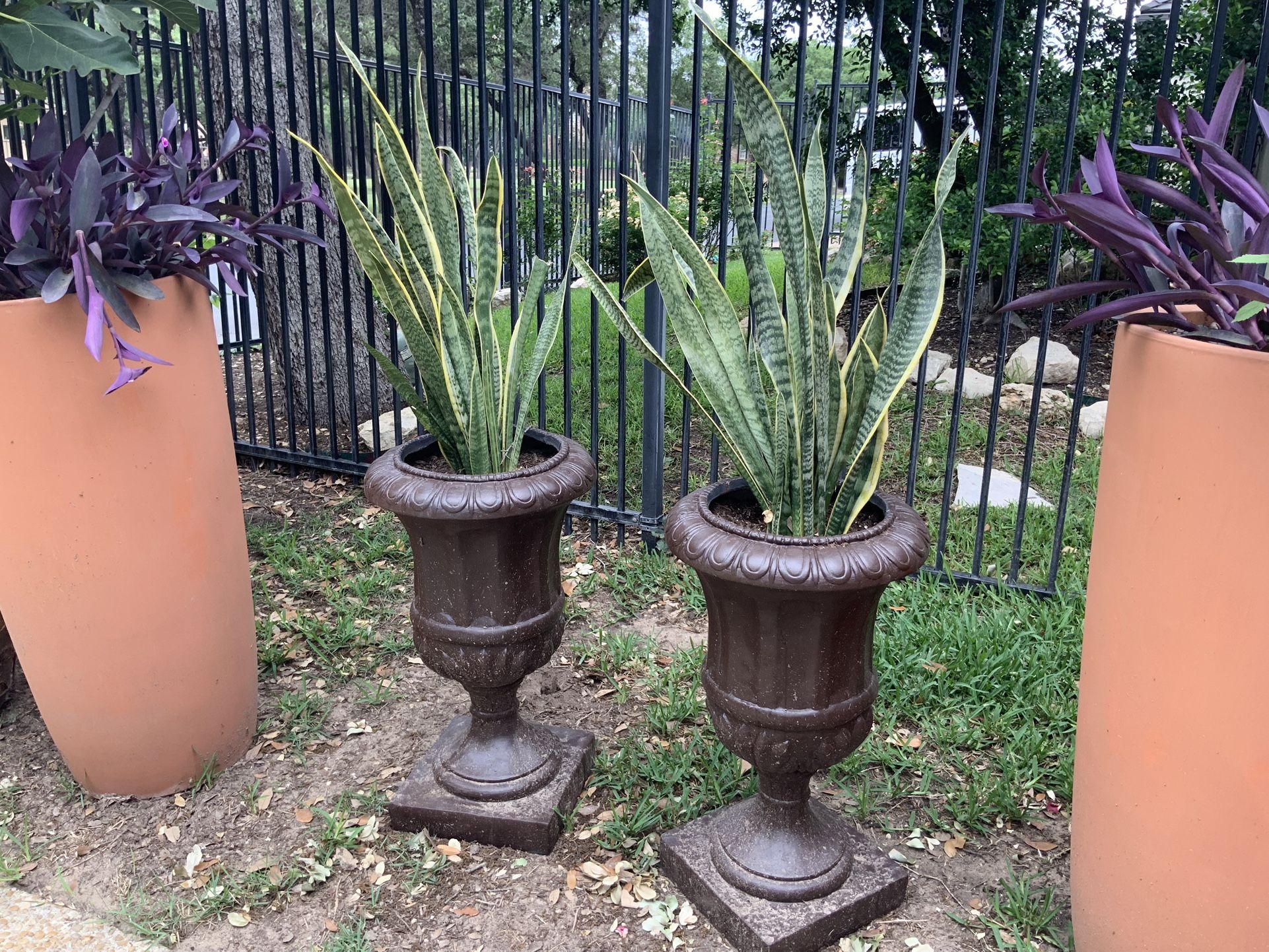 PAIR BASE AND LIVE PLANT TALL 30 INCHES  TALL PLANT AND BASE 50 INCHES