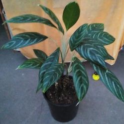 Beautiful Big Plant Indoor In Plastic Pot