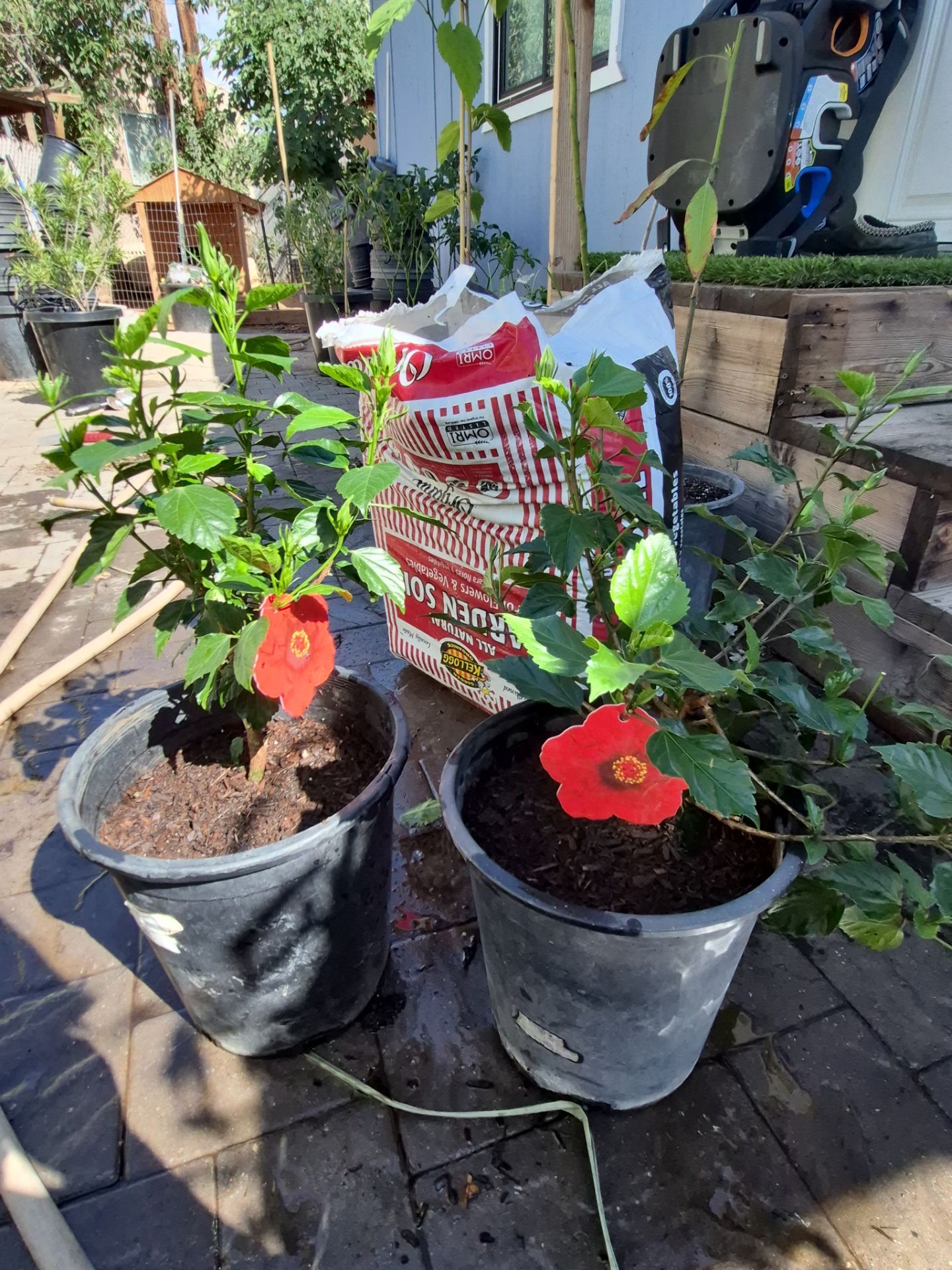 5g red hisbiscis