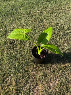 Alocasia macrorrhiza