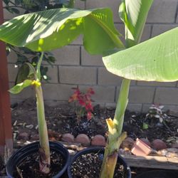 Banana Tree