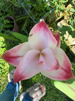 Ginger plant