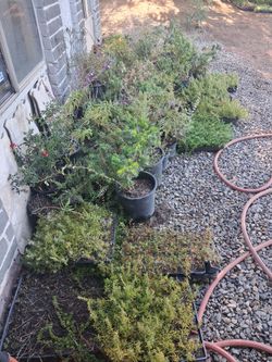 Plant sale