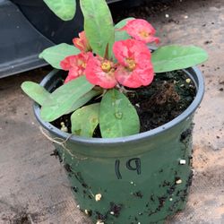 Crown of Thorns Queen Millionaire Euphorbia Milii Hybrid