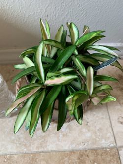 Variegated Hoya  WAYETII