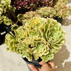 Aeonium Maybach Variegated Imported 