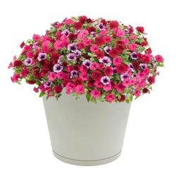 Vigoro Kyra Large Cottage Stone Plastic Round Planter with Attatched Saucer (16 in. L x 16 in. W x 14.17 in. H) 