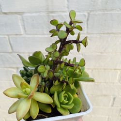 Mix succulents 