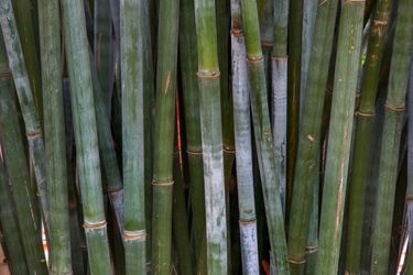 Blue Bamboos, Clumping ~ B. chungii & B. chungii 'Barbellata'