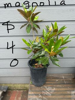 Plants