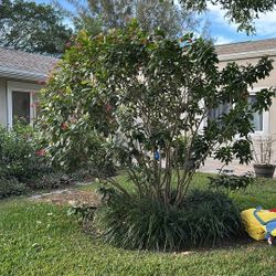 Se Regala  Una Perra Muy Linda