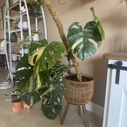 Monstera Thai 