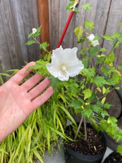 Plants / Shrubs - hardy hibiscus