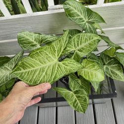 Arrowhead Plant 