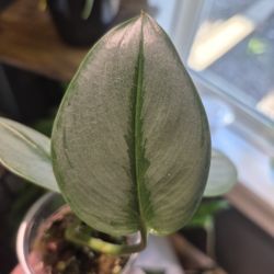 Scindapsus Treubii Moonlight Prop