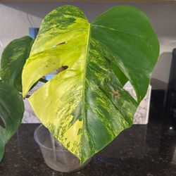 Live 🌱 Monstera Aurea 