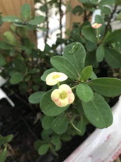 Euphorbia plant