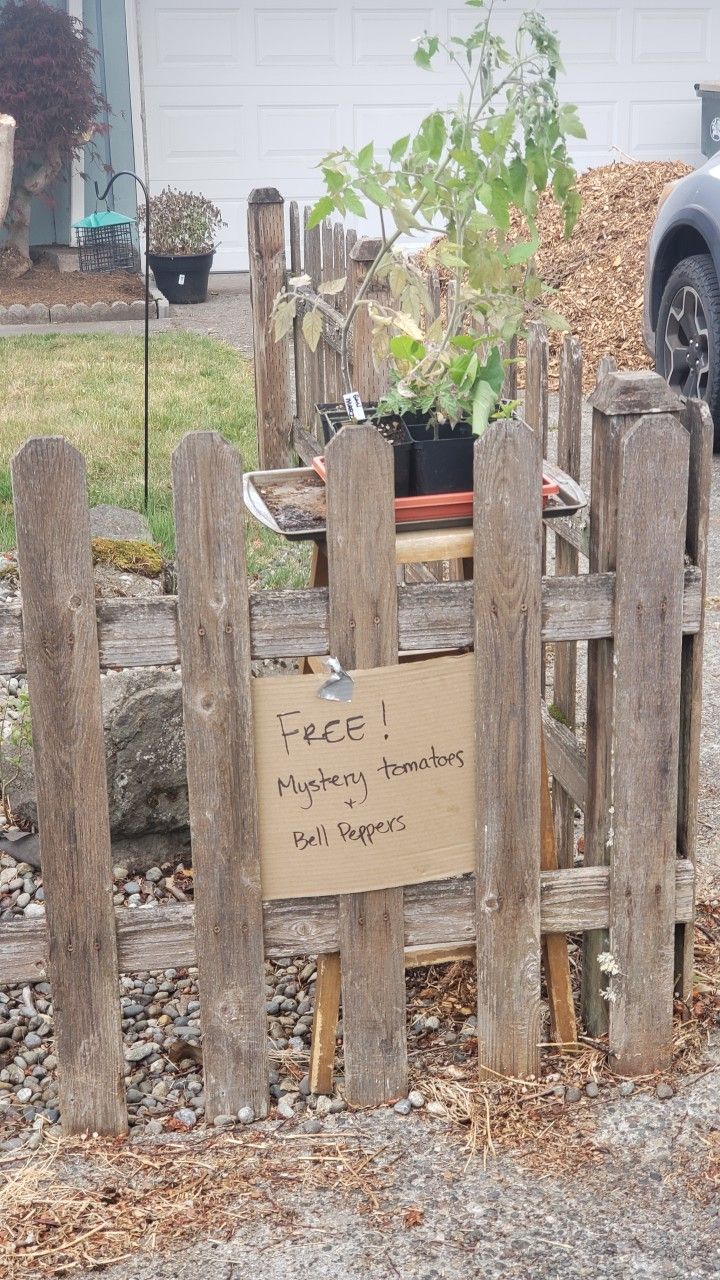 Free Tomatoes And Bell Pepper Starts